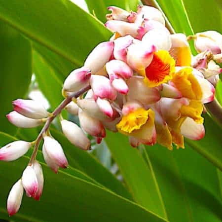 522 flower