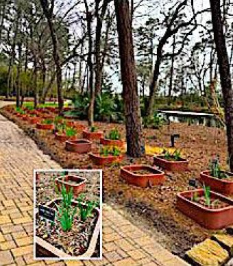 524 tree johns corner