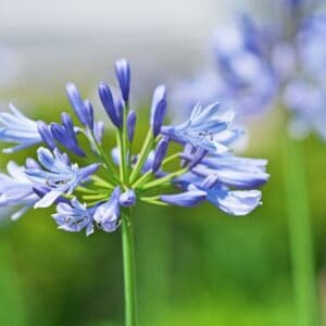 Agapanthus