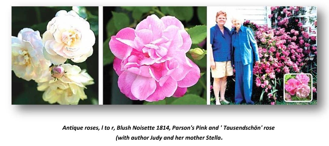 Blush Noisette