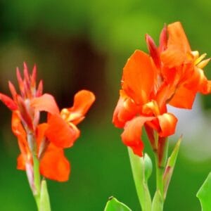 Canna Lillies