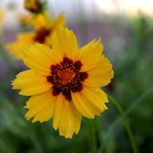 Coreopsis