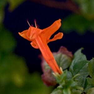Flame Acanthus
