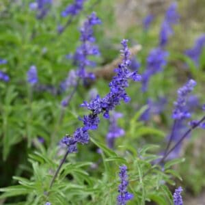 Mealy Blue Sage