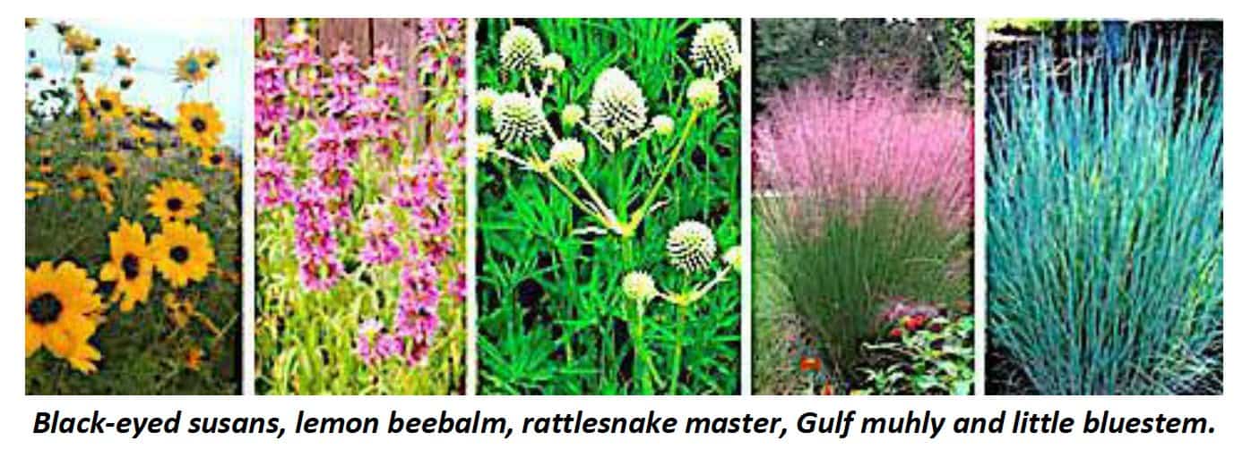 Nativeplants2