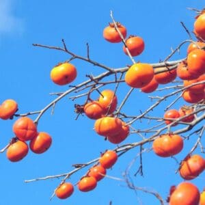 Persimmons