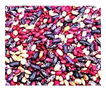 seeds