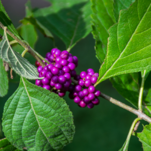 Beautyberry (Calliparpa Americana)