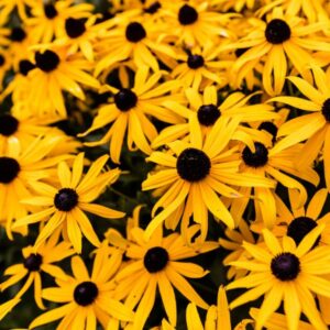 Black-Eyed Susan (Rudbeckia)