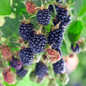 Blackberries