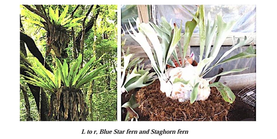 blue star fern