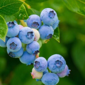 Blueberries