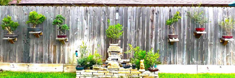 bonsai