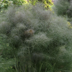 Bronze Fennel