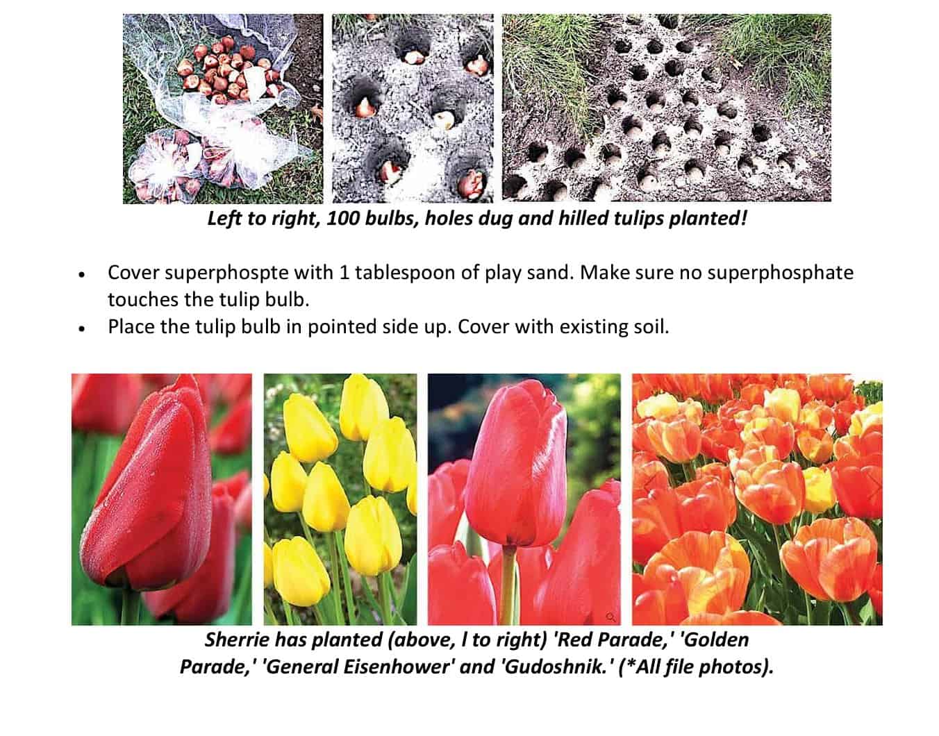 bulbs and red parade