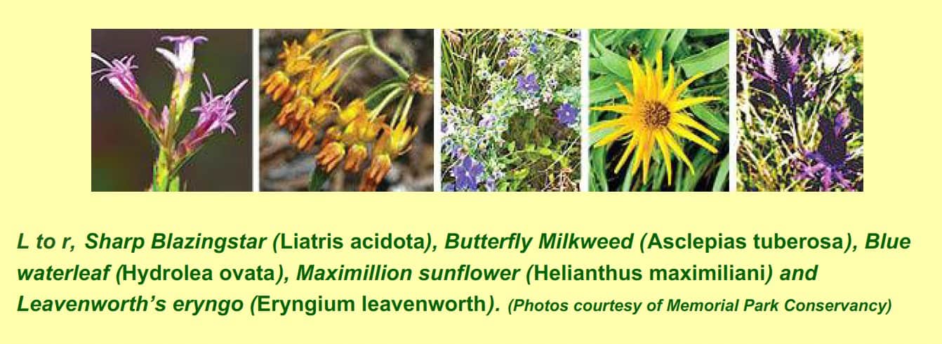 buttefly milkweed blue waterleaf