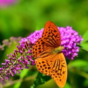 Butterfly Bush (Buddleia)