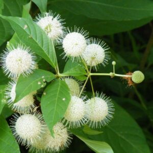 Buttonbush