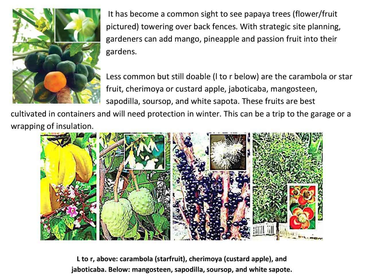 carambola