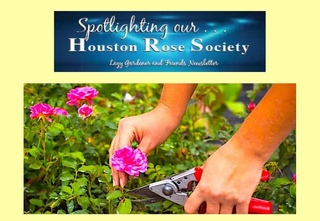 care of roses
