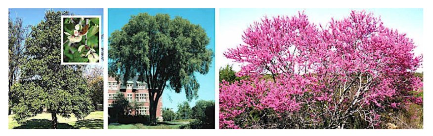 cedar elm