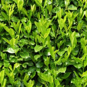 Cherry Laurel