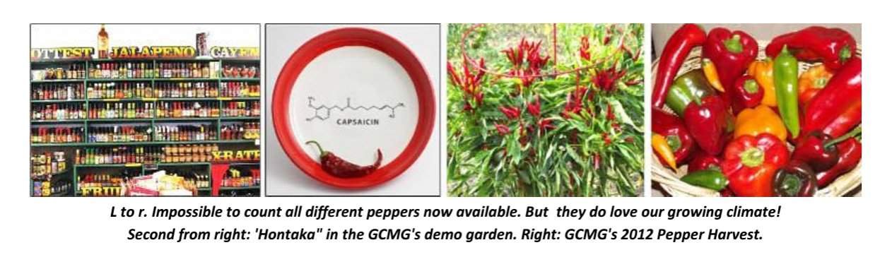 chile peppers