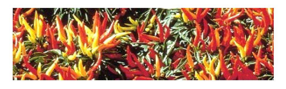 chili pepper gardening