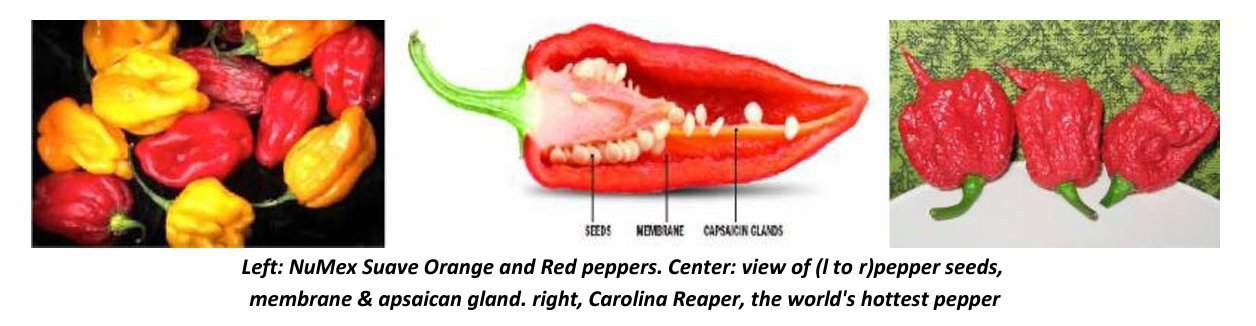 chilis 2