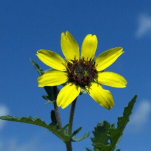 Chocolate Daisy