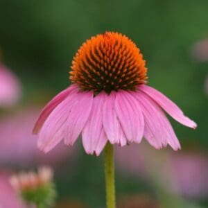Coneflower (Echinacea)