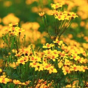 Copper Canyon Daisy