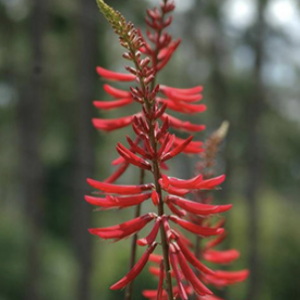 Coral Bean