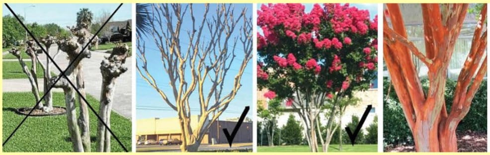 crape myrtles x
