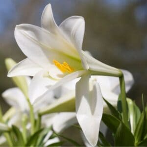 Day Lilies