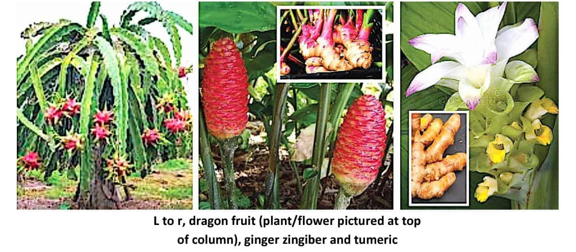 dragon fruit