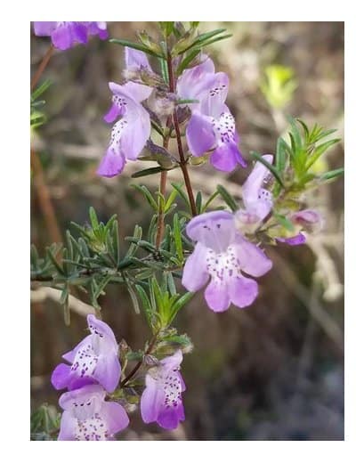 false rosemary
