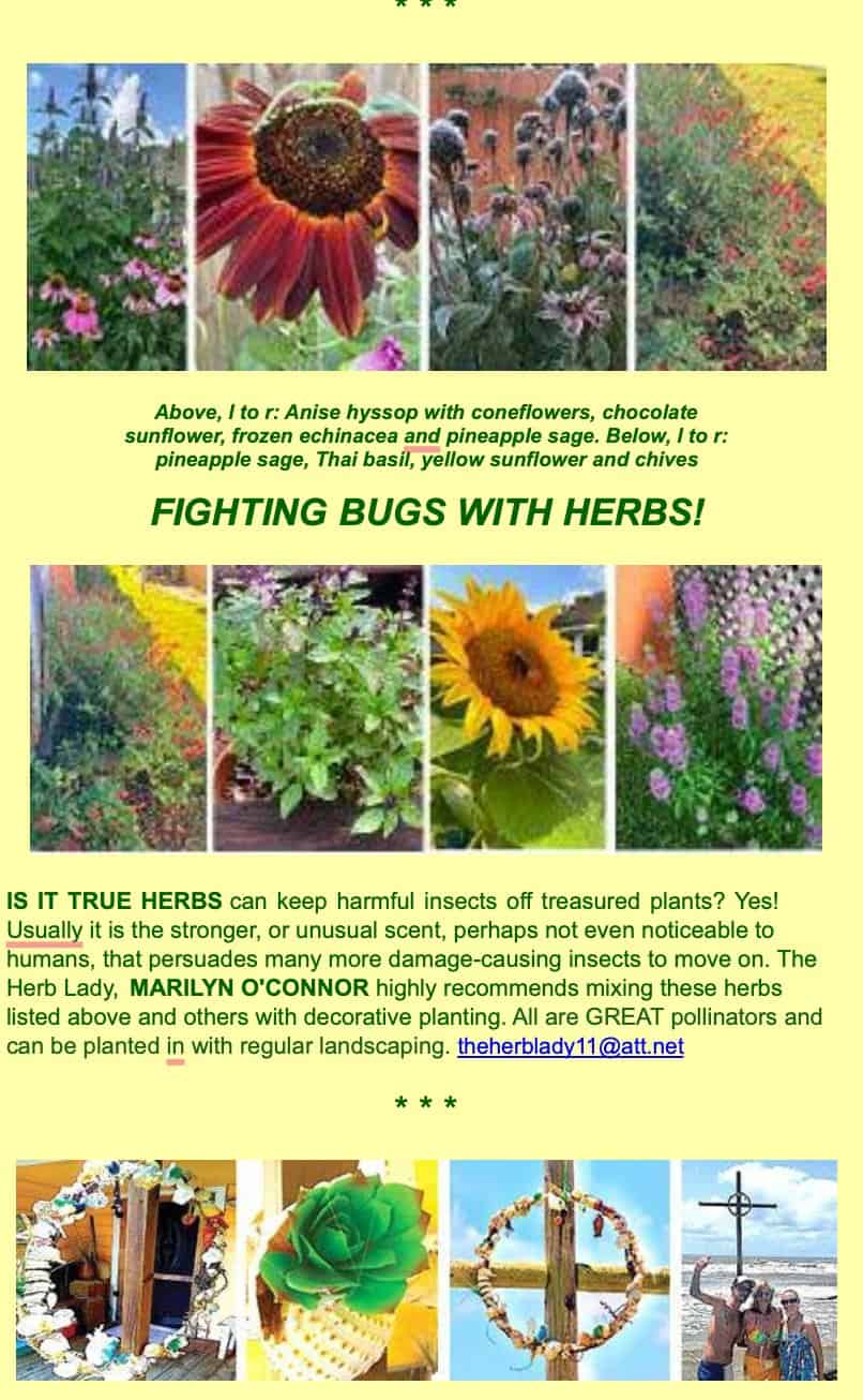 fight bugs with herbs