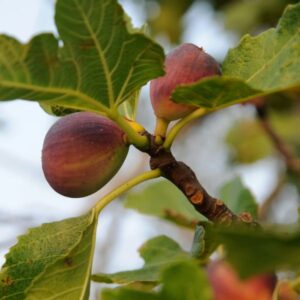 Figs