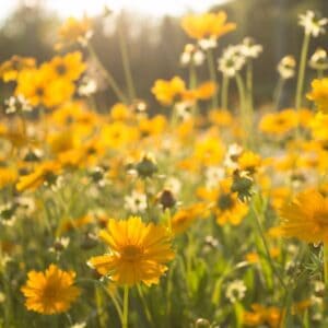 Four Nerve Daisy