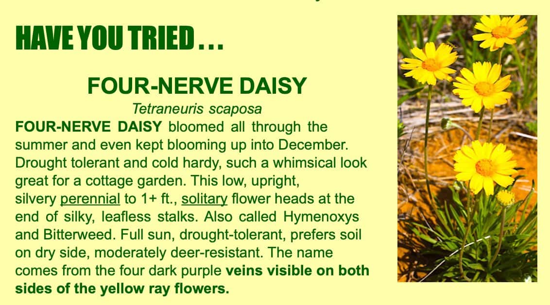 four nerve daisy