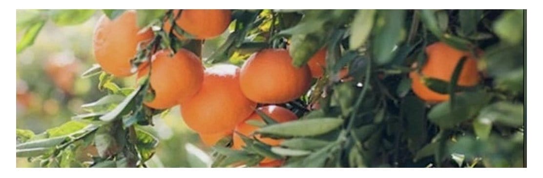 fruit tree