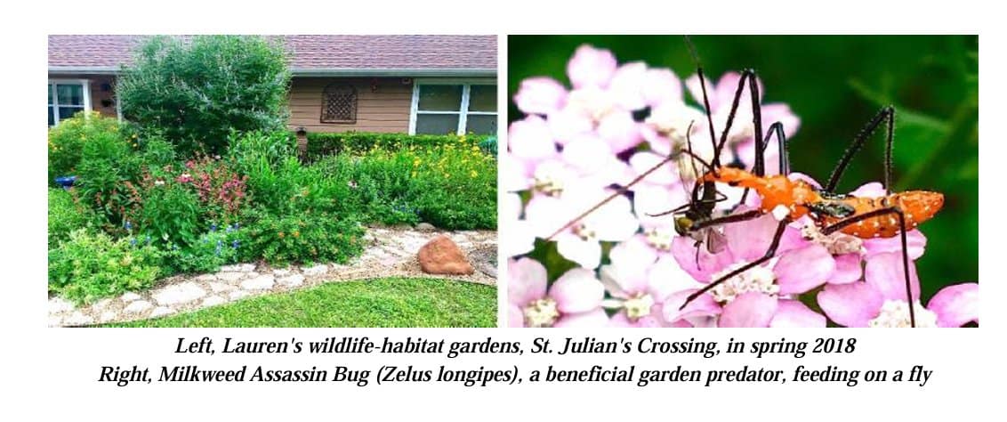 garden wildlife