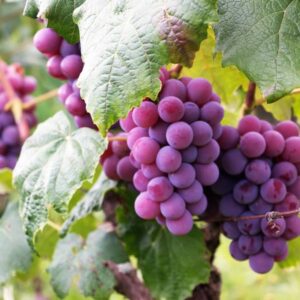 Grapes