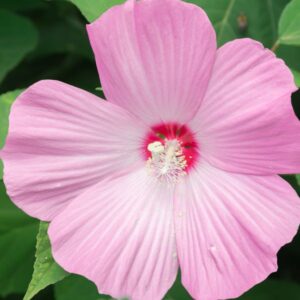 Hady Hibiscus