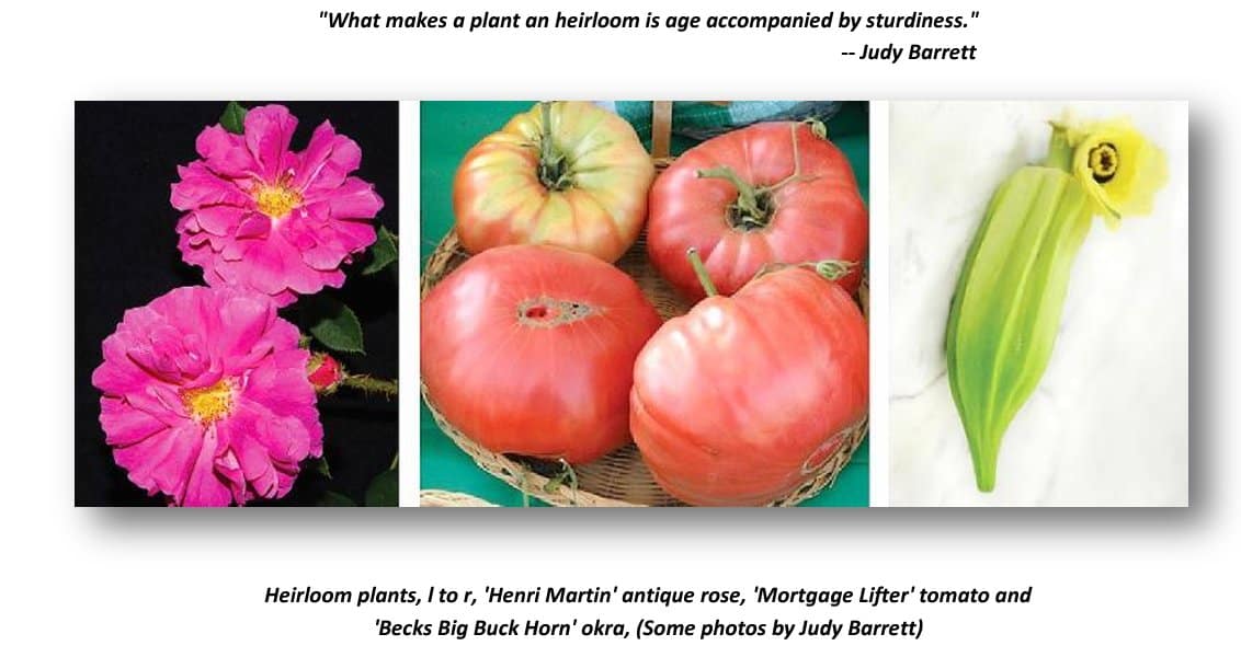 heirloom plants