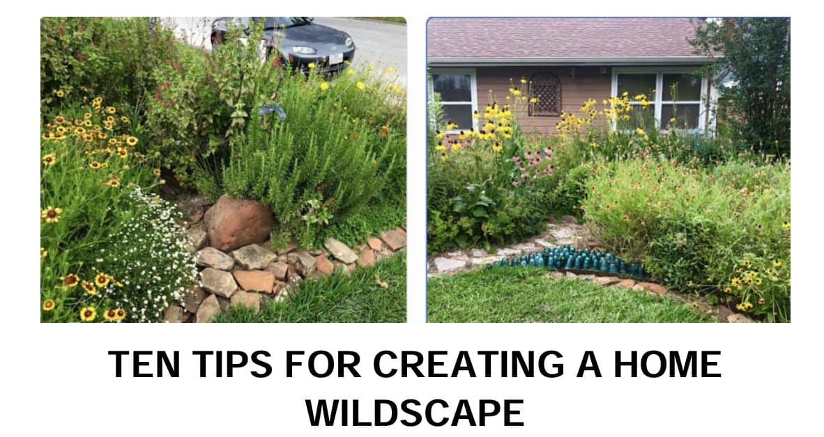 home wildscape