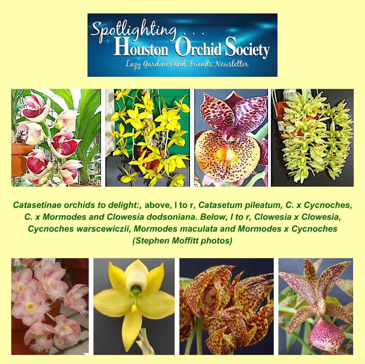houston orchid society