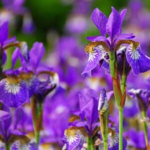Irises