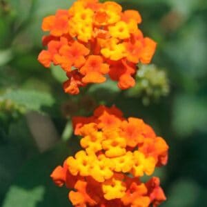 Lantana
